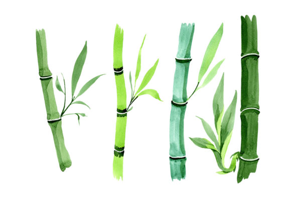Bamboo Tropic Plant Watercolor Set for Illustrations