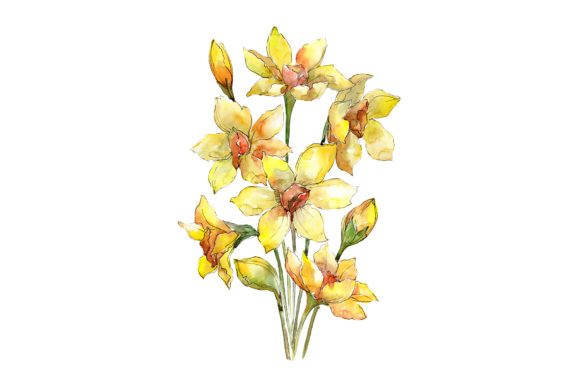 Bouquet of Narcissus Yellow Flower Watercolor Review
