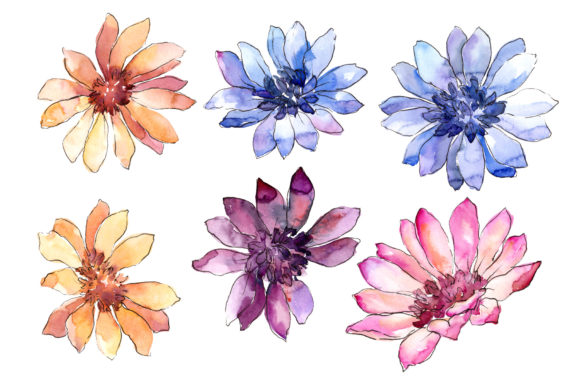 Colorful African Marguerite Watercolor for Local Business Illustrations