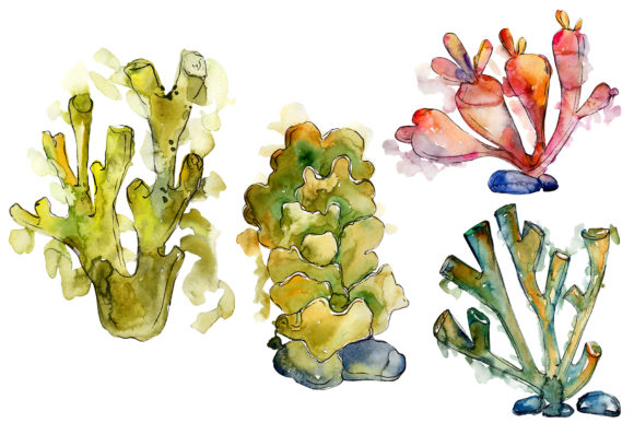 Corals Seafood Watercolor: A Practical Illustration for Digital Sellers