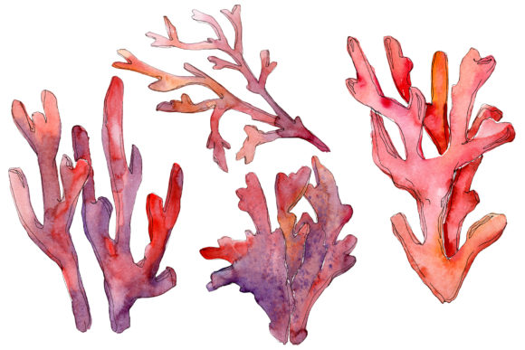 Corals Watercolor Illustrations: A Brand Designer’s Take