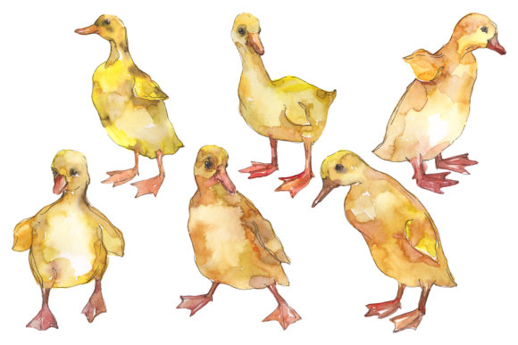 Farm Animals Ducklings Watercolor Illustrations: A Versatile Graphic Design Asset for Crafters