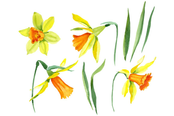 Narcissus Lemon Flower Watercolor Set: A Designer’s Take on Branding and Packaging