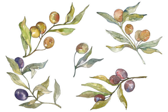 Olives Watercolor Illustrations: A Brand Designer’s Review for Small Business Use