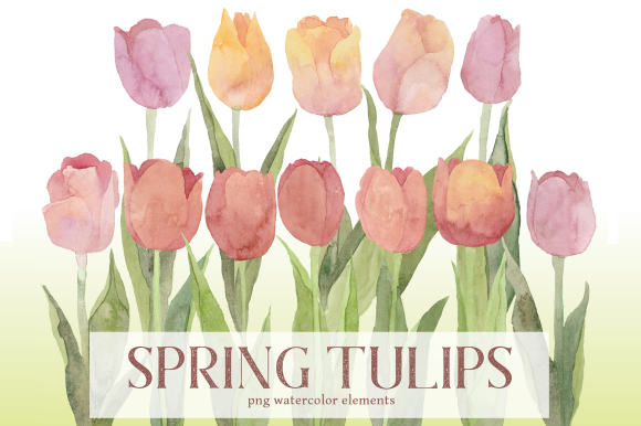 Pale Spring Tulips Watercolor Floral Set for Professional Illustrations