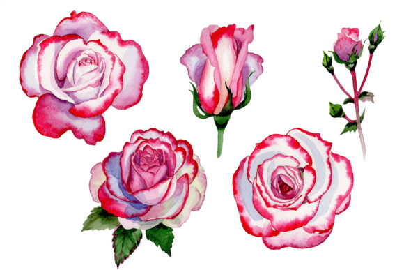 Pink Rose Good Morning Watercolor: A Versatile Illustration for Creative Projects