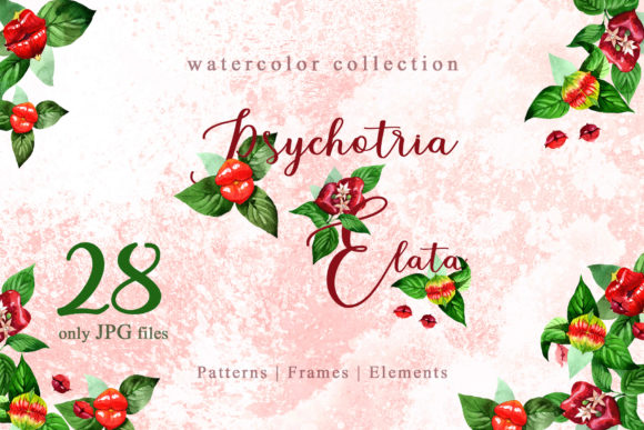 Psychotria Elata Watercolor: A Versatile Illustration for Modern Branding