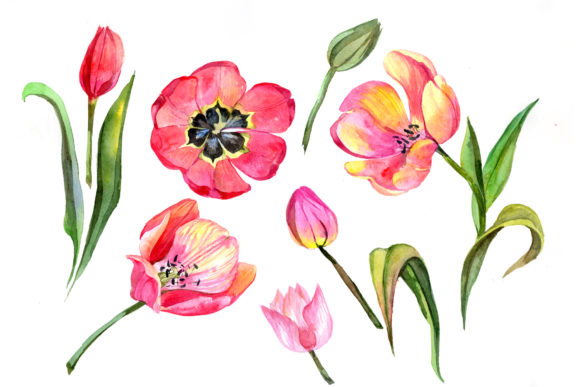 Red Tulip Watercolor Flower Set: A Versatile Illustration for Creative Projects