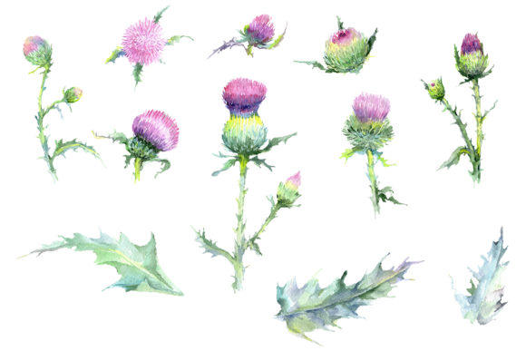 Thistle Watercolor for Illustrations: A Designer’s Practical Review