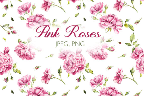 Watercolor Pink Roses: A Versatile Illustration for Creative Publishing