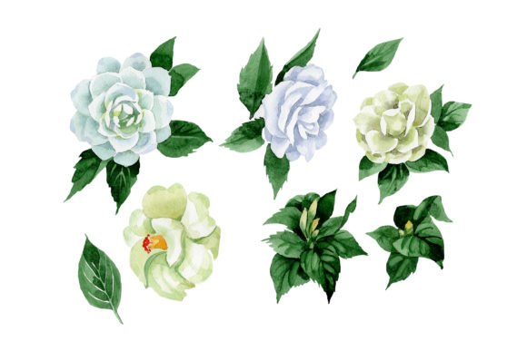 White Camellia Wildflower Watercolor Set: A Versatile Illustration for Content Creators