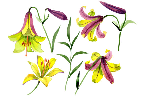 Wildflower Lemon Lily PNG Watercolor Set: A Versatile Illustration for Creative Branding